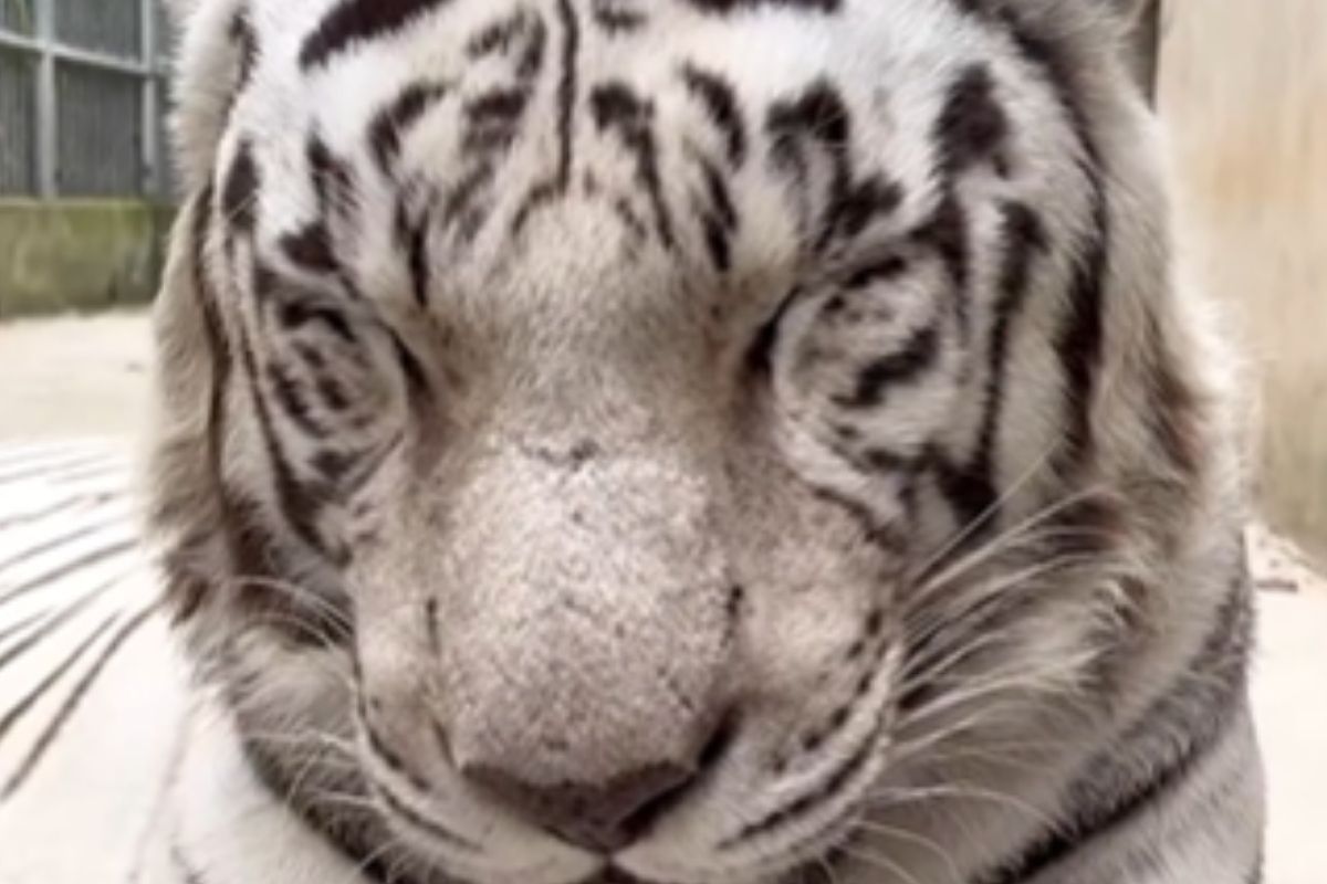 Tiger Snoring Video