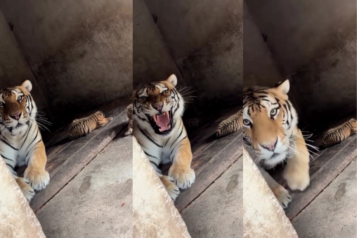 Tiger Viral Video Clip