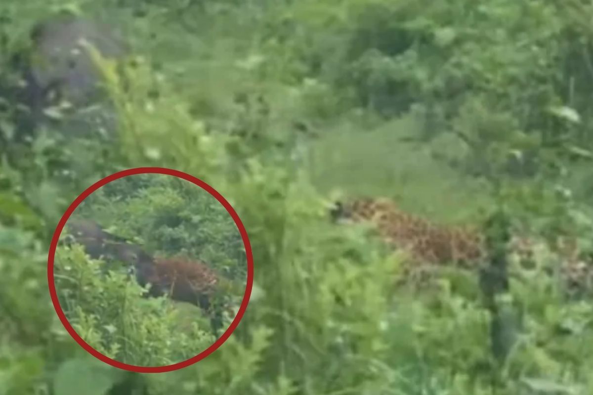 Viral Video : सोशल मीडिया पर एक हैरान करने वाला वीडियो वायरल है, जिसपर यूजर लगातार कमेंट कर रहे हैं. वीडियो में जंगली सूअर और तेंदुआ नजर आ रहा है. आप भी देखें आखिर क्यों वीडियो हो रहा है इतना वायरल.