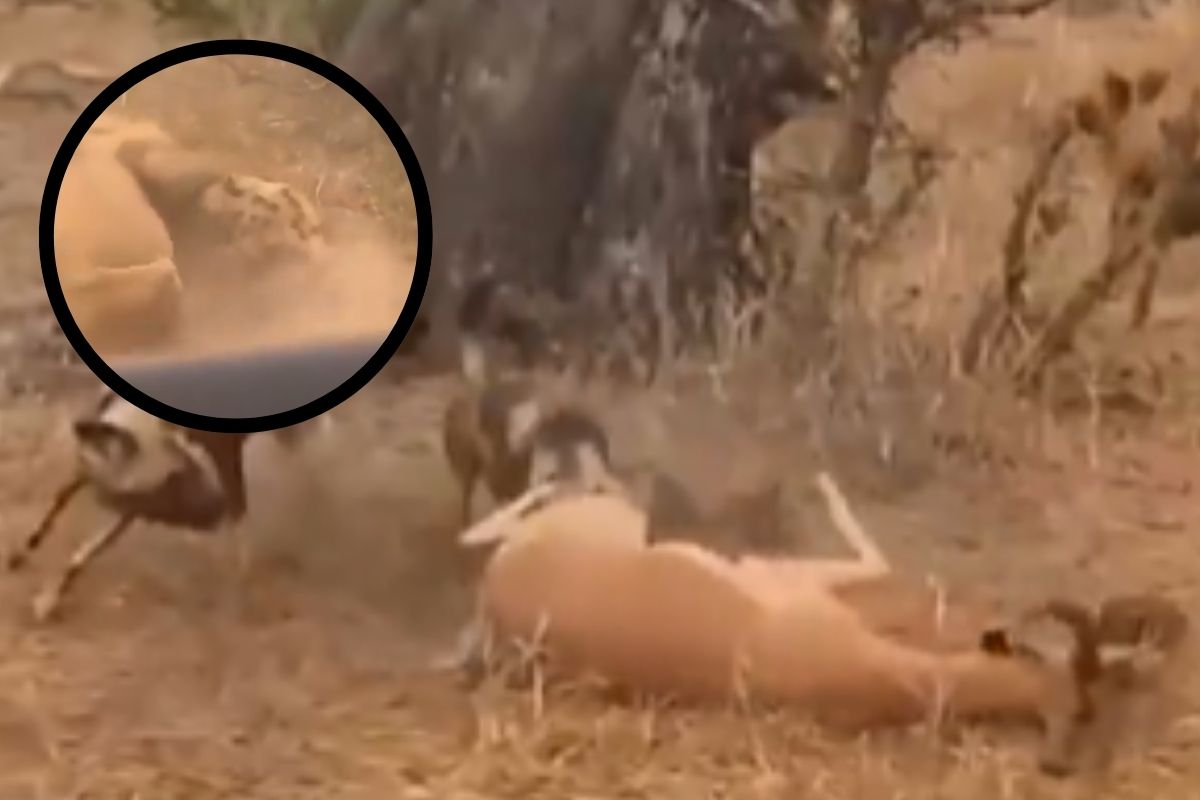 Viral Video Animals fighting