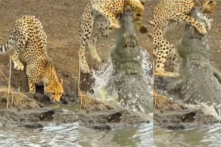 Viral Video: पानी पी रहे चीते पर झपटा मगरमच्छ, खूब छटपटाया चीता; कैमरे में कैद हुआ खौफनाक मंजर