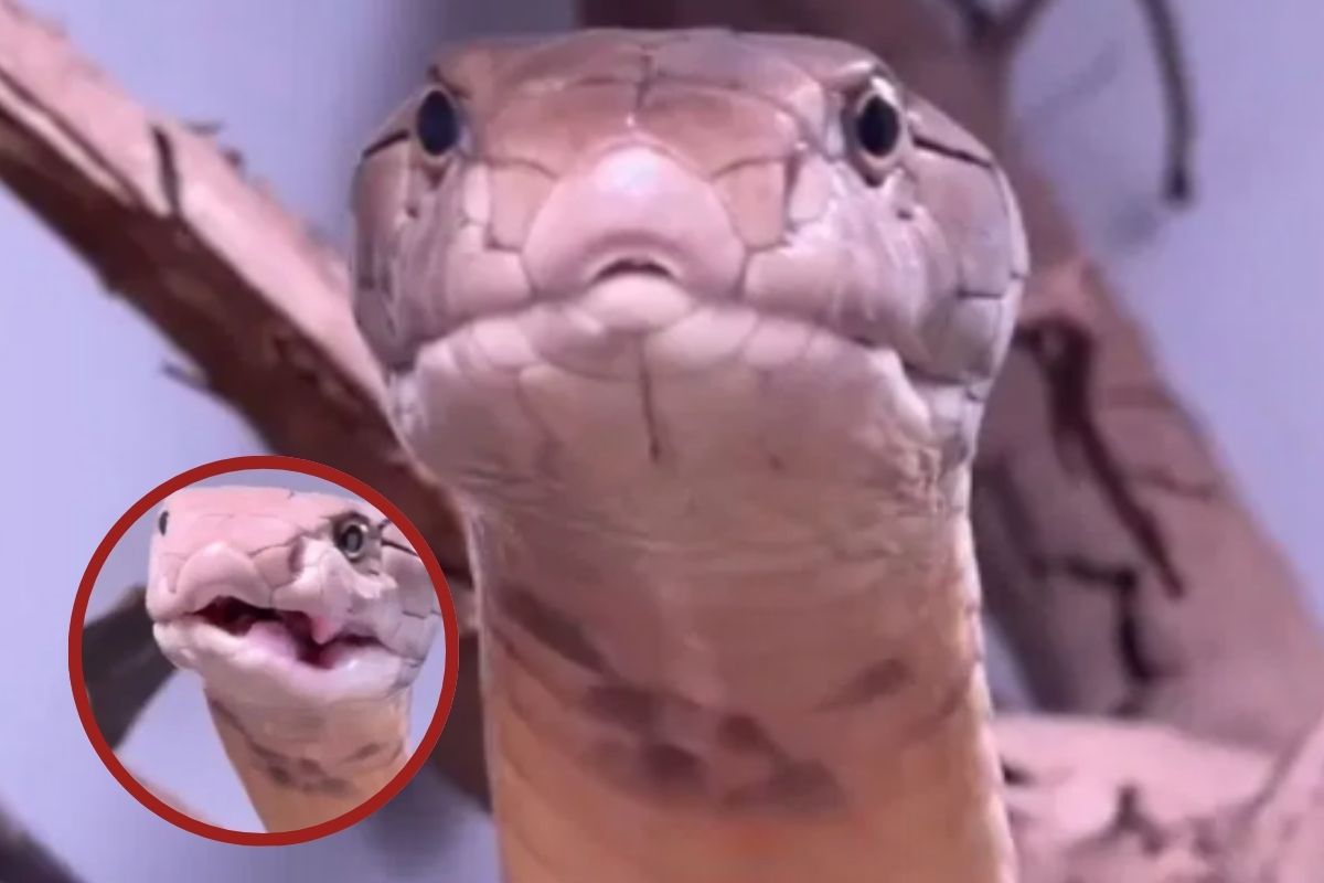 Viral Video king cobra