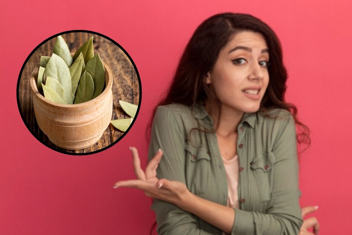 What is the English name of Bay Leaf