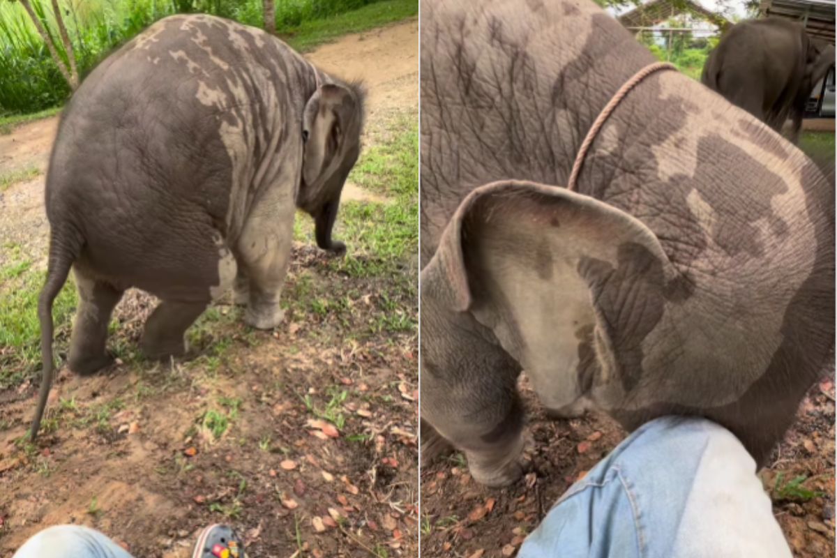 cute baby elephant viral video