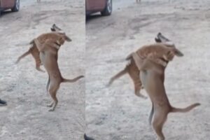 Viral Video: कुत्ते ने दी दोस्ती की मिसाल, बिल्ली को गिरने से बचाकर जीत लिया लोगों का दिल 