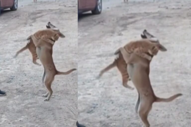 Viral Video: कुत्ते ने दी दोस्ती की मिसाल, बिल्ली को गिरने से बचाकर जीत लिया लोगों का दिल 