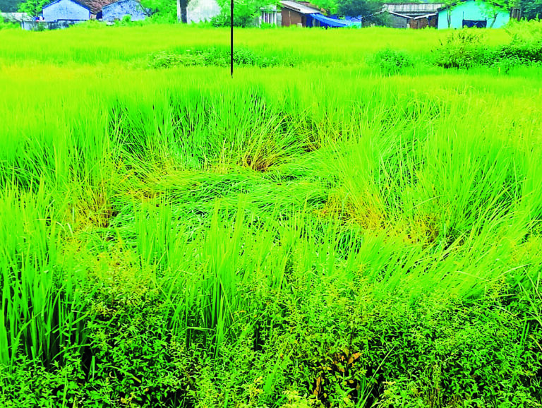 Chaibasa News : अभी ओस जरूरी, बारिश व हवा से धान पर संकट