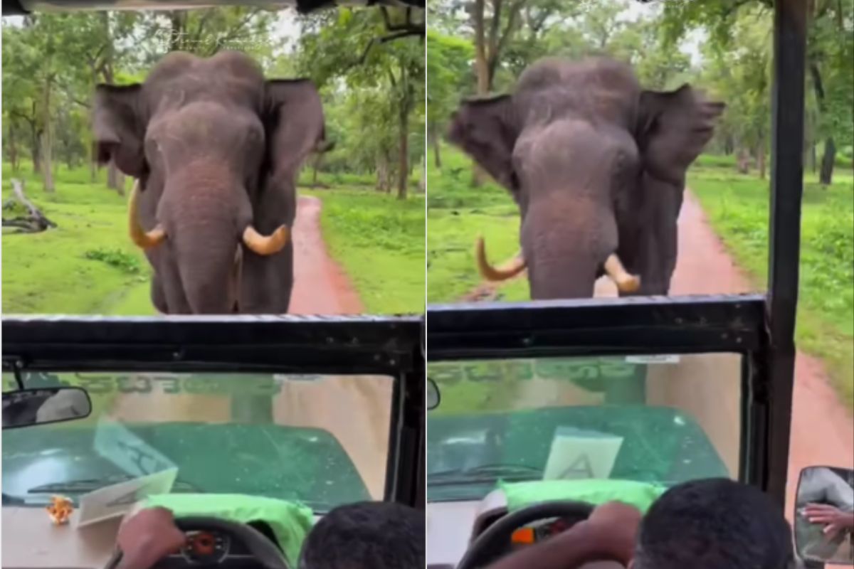 viral video elephant attacks safari tourist