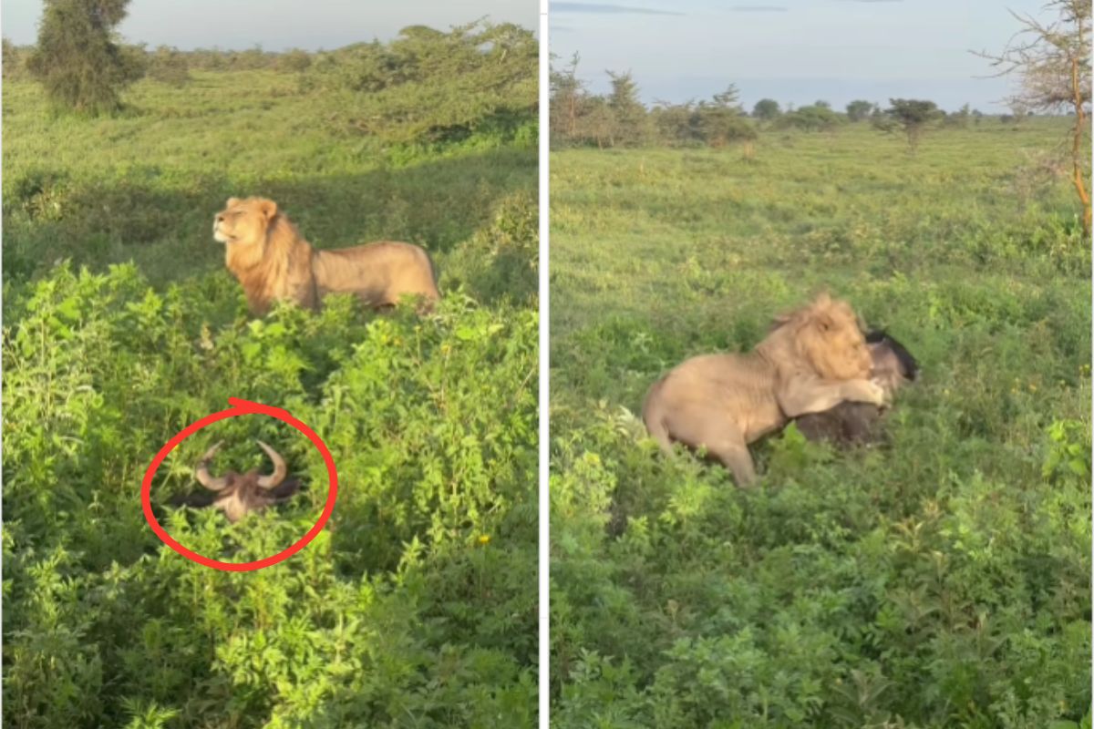 viral video lion attacked prey