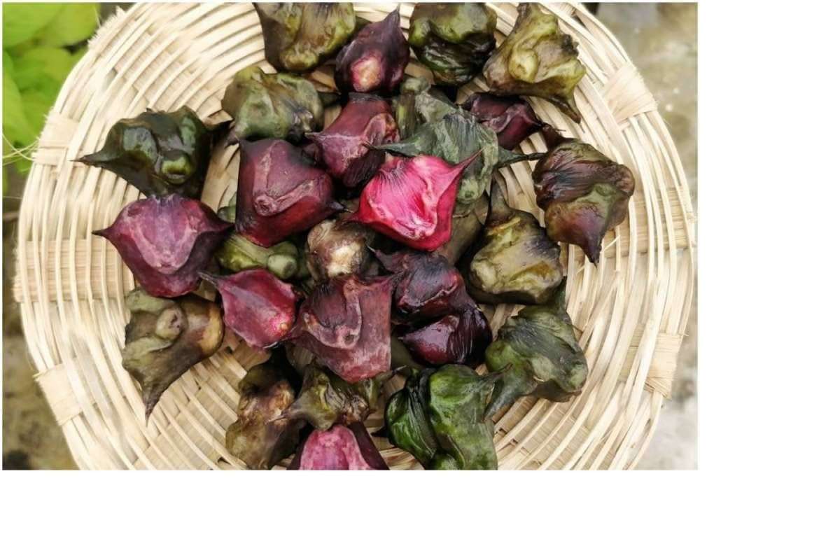 पानीफल सिंघाड़ा