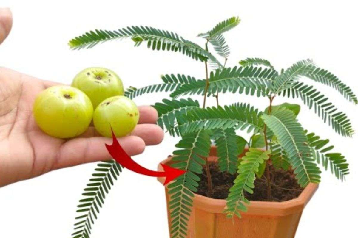 Akshaya Navami 2025 amla planting