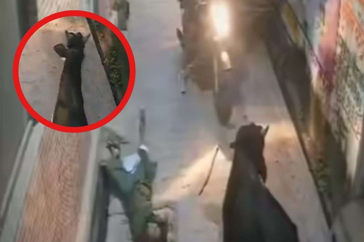 Bull Attacks on Woman