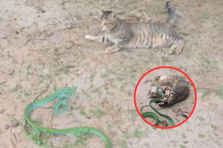 Viral Video : हरे रंग के सांप ने बिल्ली को कर दिया परेशान, देखें मजेदार वीडियो