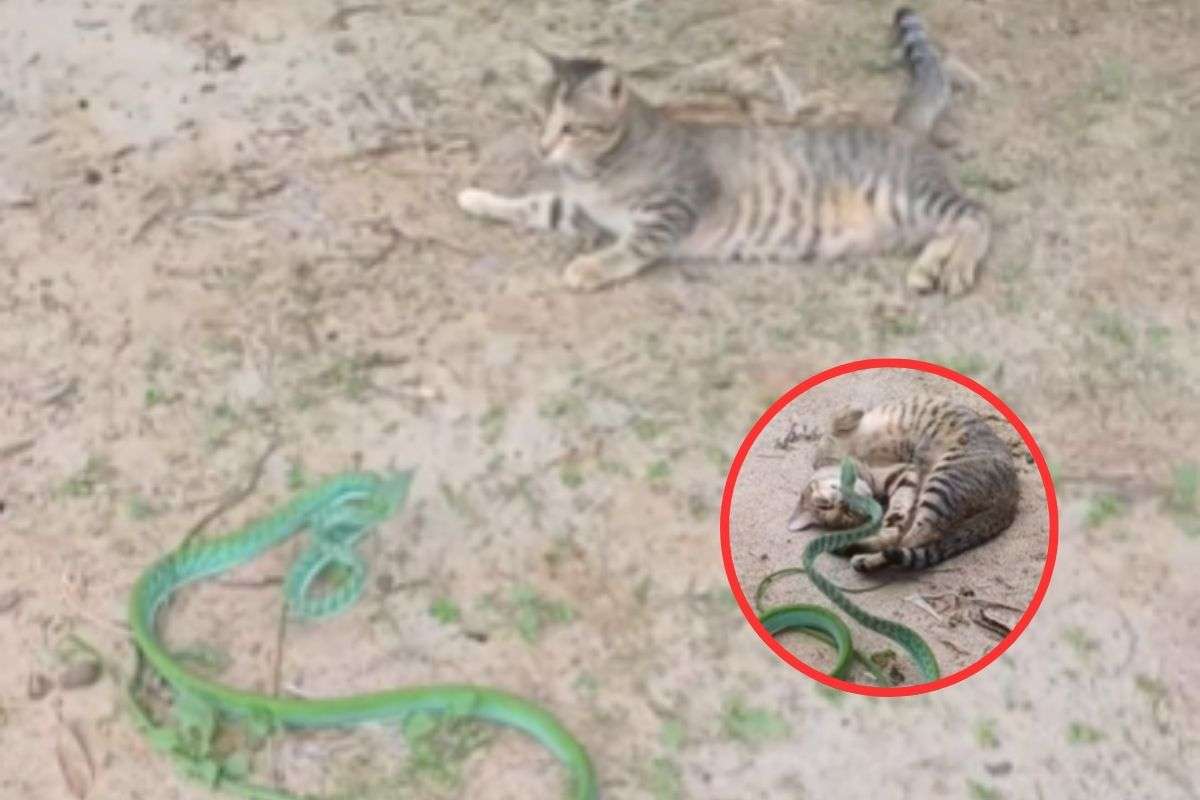 Cat and Green snake Fight