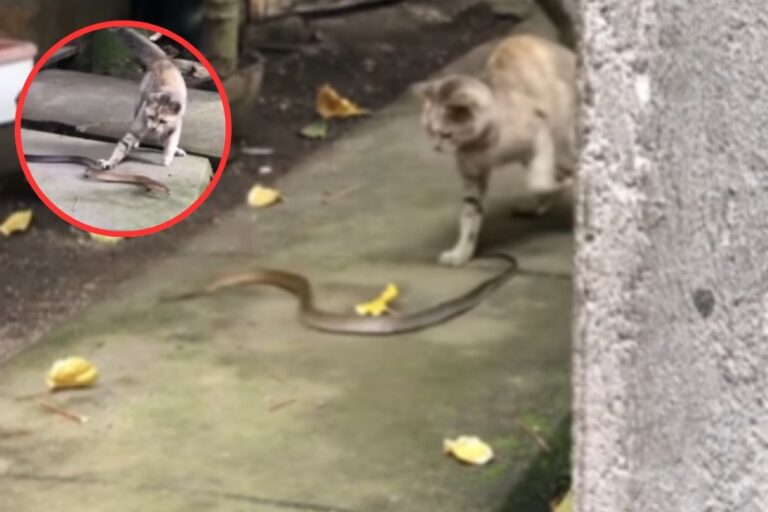 Viral Video : बिल्ली ने मारा थप्पड़, भागने लगा सांप