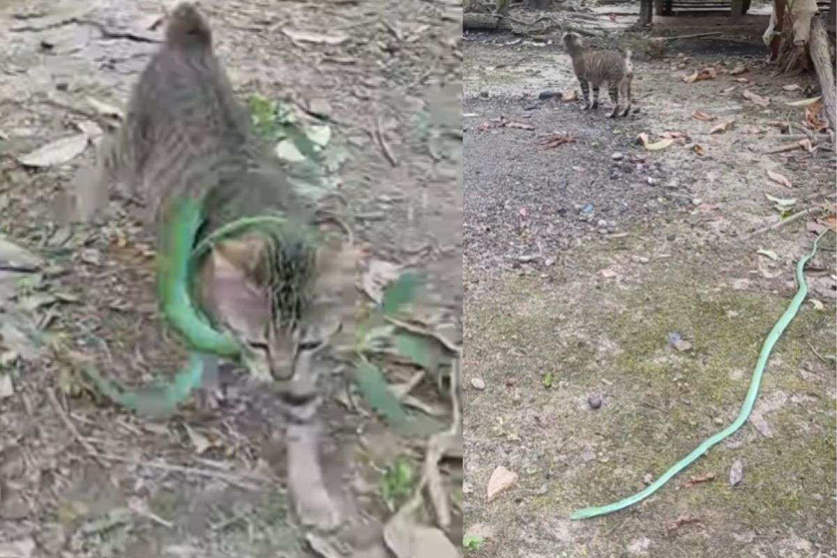 Cat walks with snake