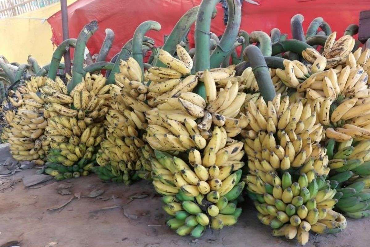 Demand for bananas surges due to Chhath, Hajipur market sees record business