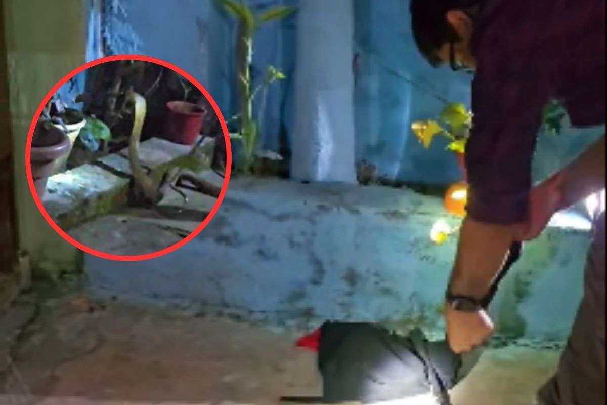 Cobra snake in Ranchi