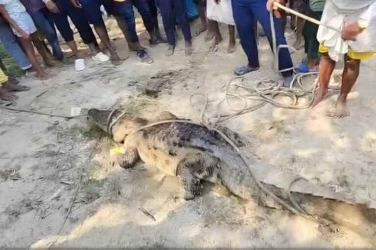 बिहार में छठ घाट की सफाई के दौरान 16 फिट का मगरमच्छ मिला, वन विभाग ने 6 घंटे में किया रेस्क्यू