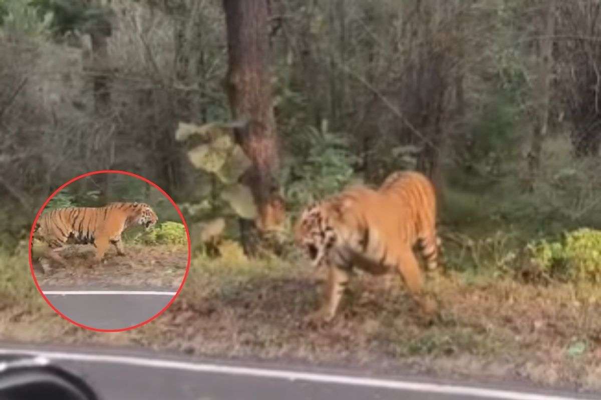 Deadly Attack by Tiger