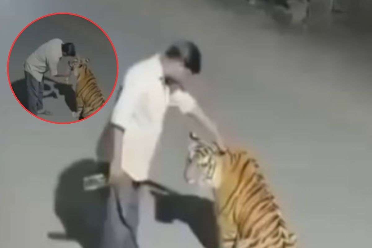 Drunk Man Offers Liquor to Tiger
