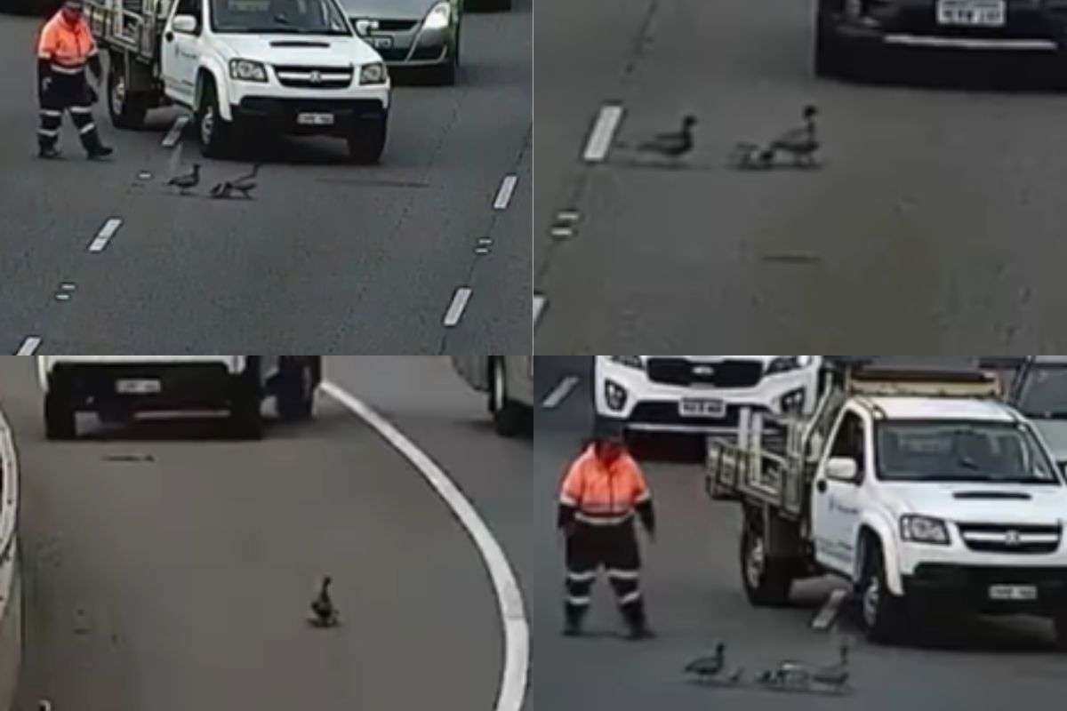Ducks cause traffic jam
