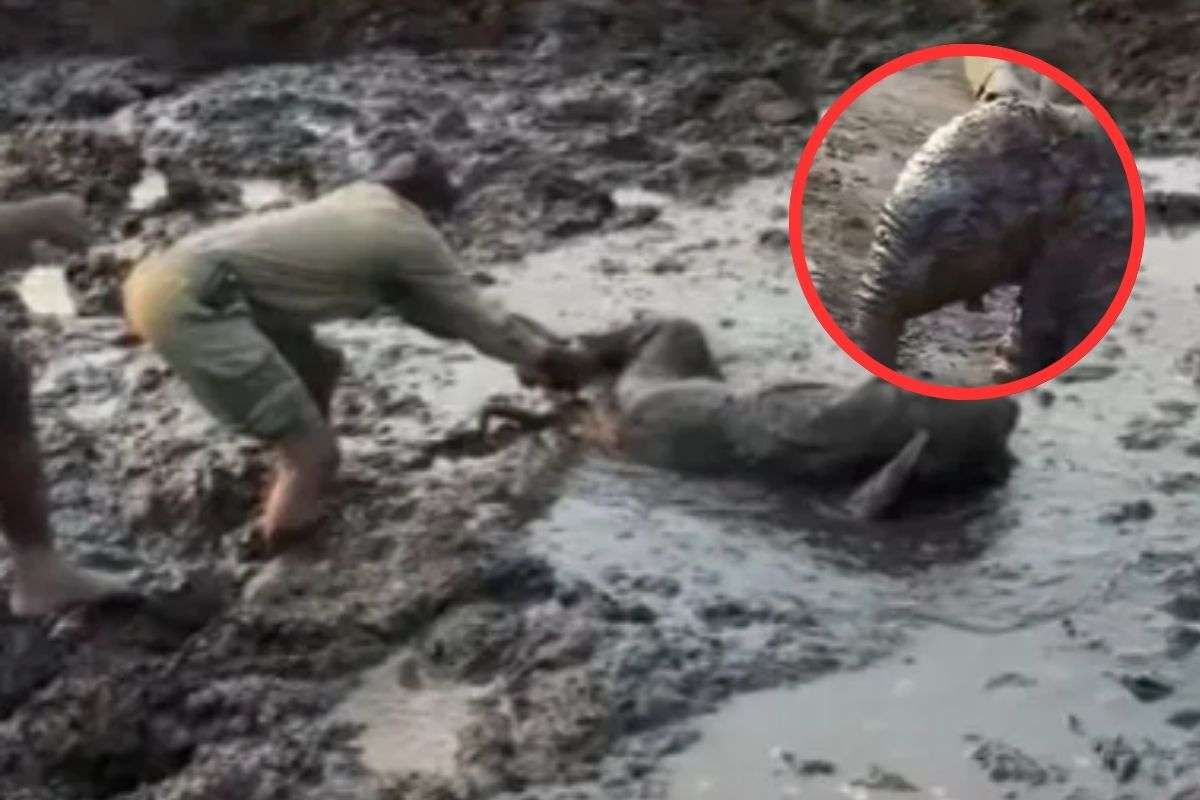 Elephant stuck in swamp