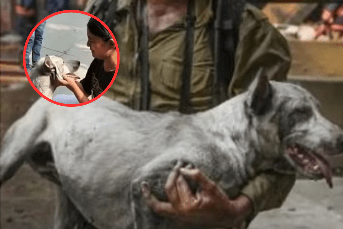 Firefighter Rescues Dog