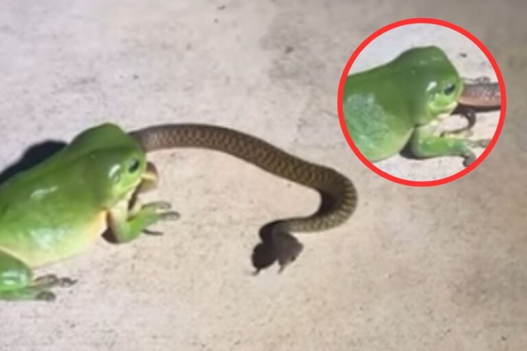 Viral Video : सांप को खाने लगा मेंढक, सब रह गए हैरान