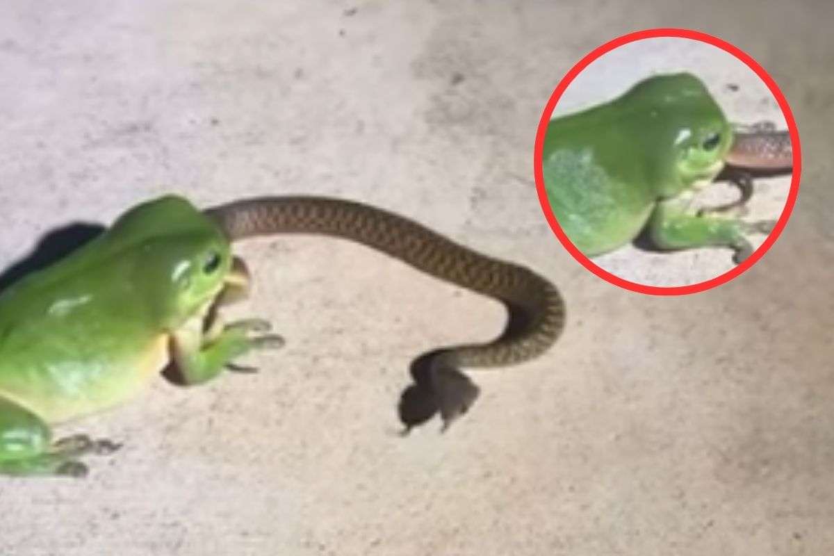 Frog Eat Snake
