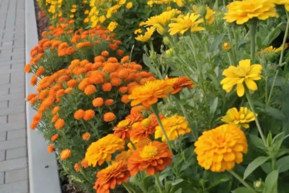 Gardening Tips: घर के बगीचे में लगाएं ये रंग-बिरंगे फूल, जो हर कोने में भर देंगे खुशबू और खूबसूरती 2 बागवानी युक्तियाँ