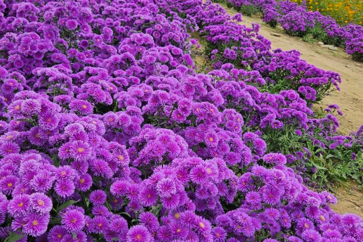Gardening Tips: घर के बगीचे में लगाएं ये रंग-बिरंगे फूल, जो हर कोने में भर देंगे खुशबू और खूबसूरती 8 बागवानी युक्तियाँ