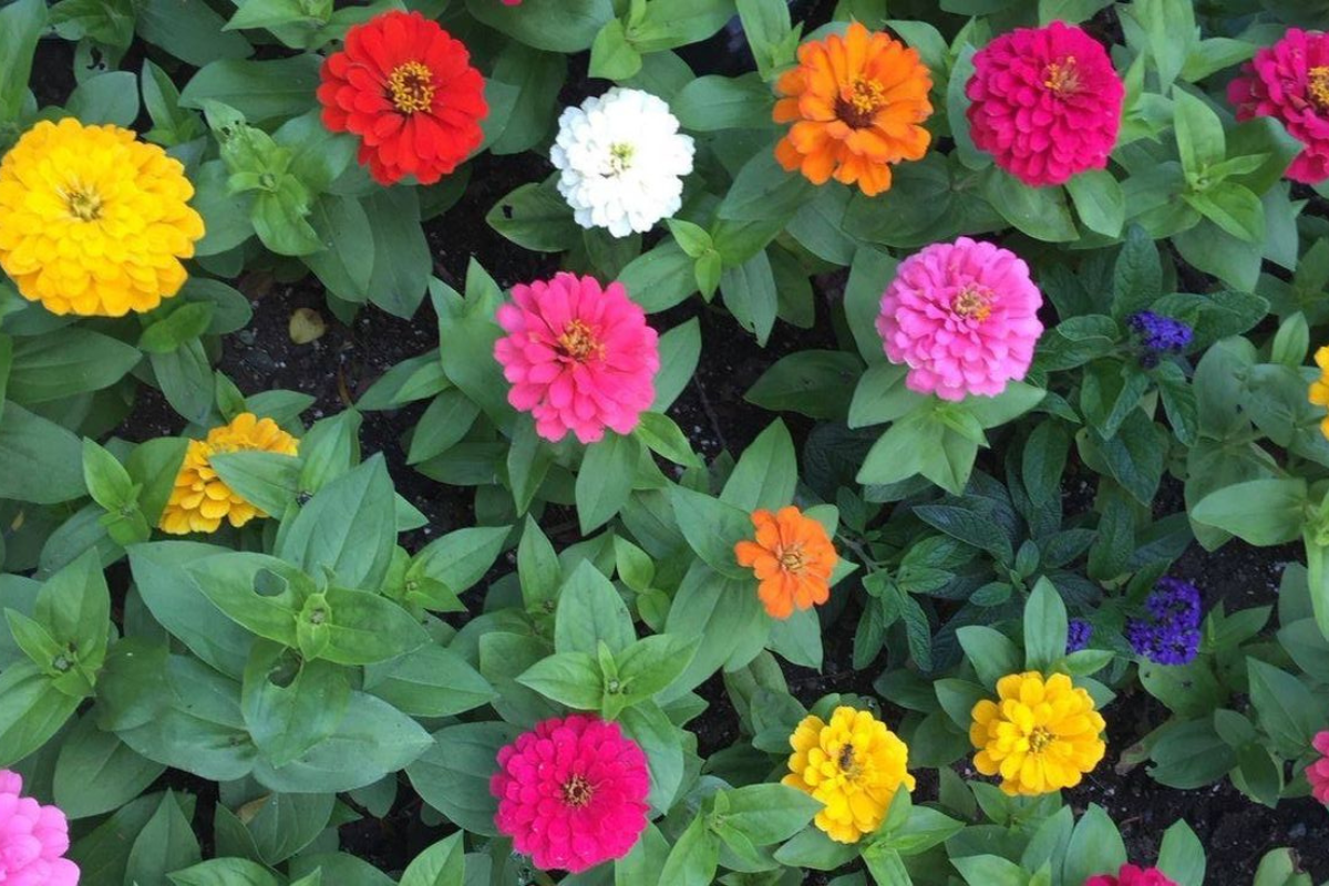 Gardening Tips: घर के बगीचे में लगाएं ये रंग-बिरंगे फूल, जो हर कोने में भर देंगे खुशबू और खूबसूरती 9 बागवानी युक्तियाँ
