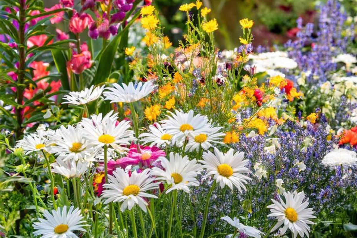 Gardening Tips: घर के बगीचे में लगाएं ये रंग-बिरंगे फूल, जो हर कोने में भर देंगे खुशबू और खूबसूरती 10 बागवानी युक्तियाँ