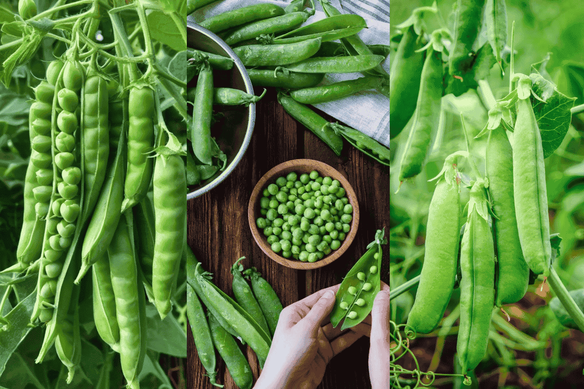 Home Gardening Tips to Grow Peas at Home