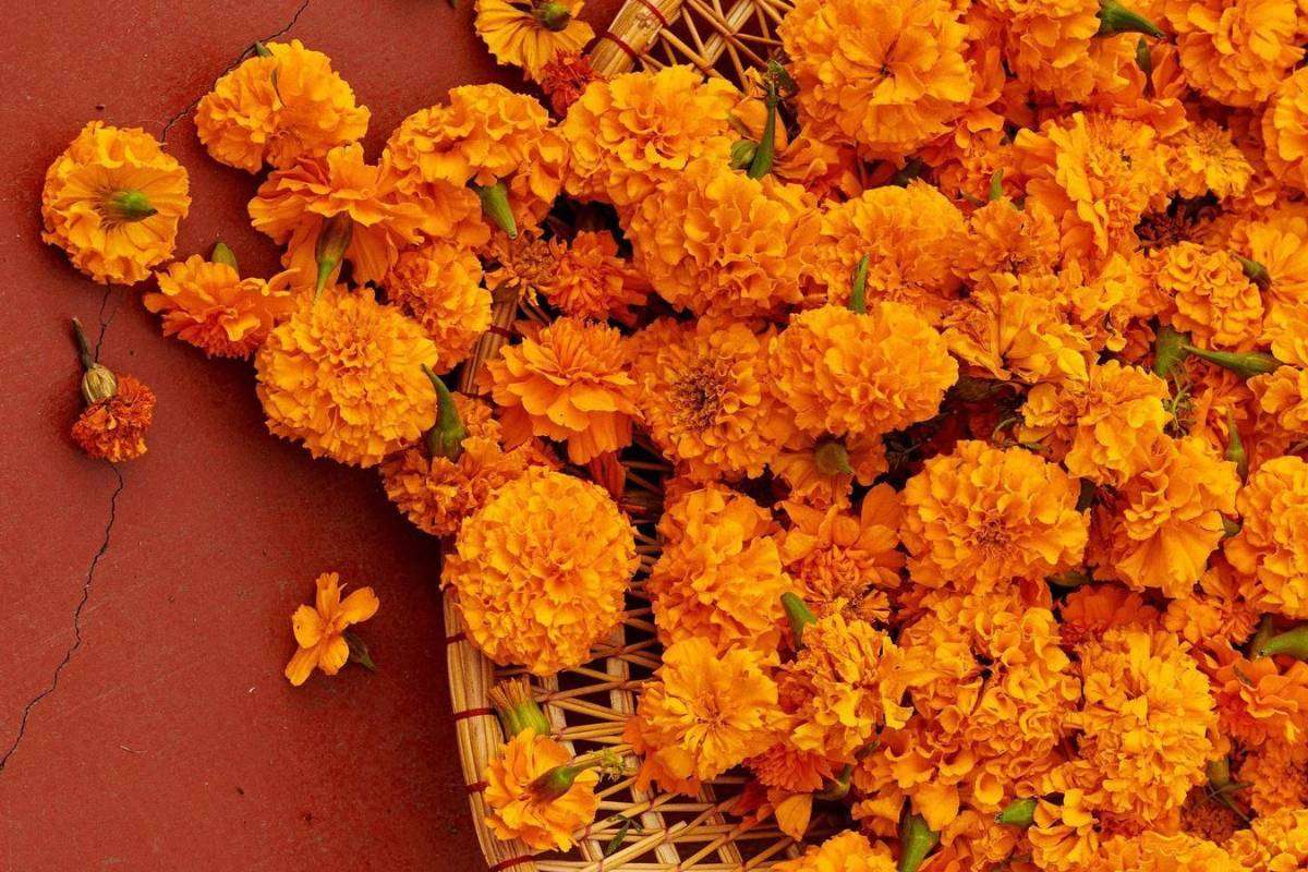 How To Grow Marigold - Gende Ka Phool At Home