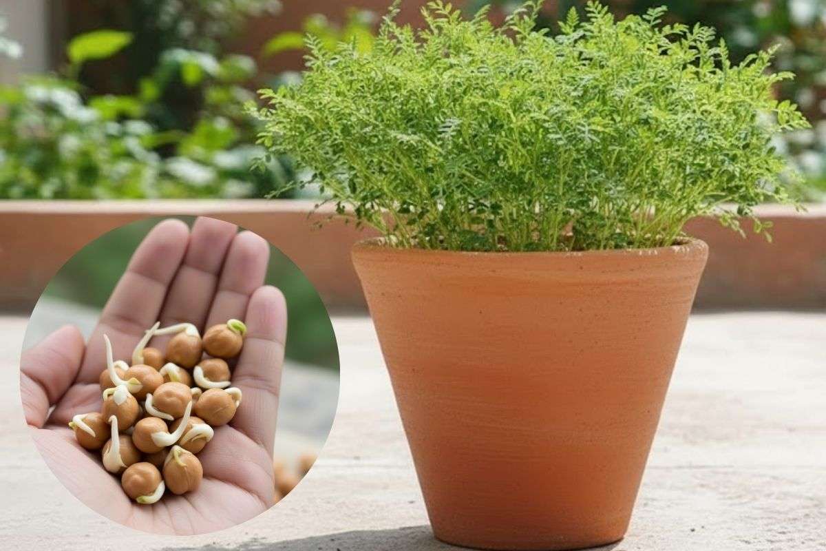 How To Grow Chana Ka Saag