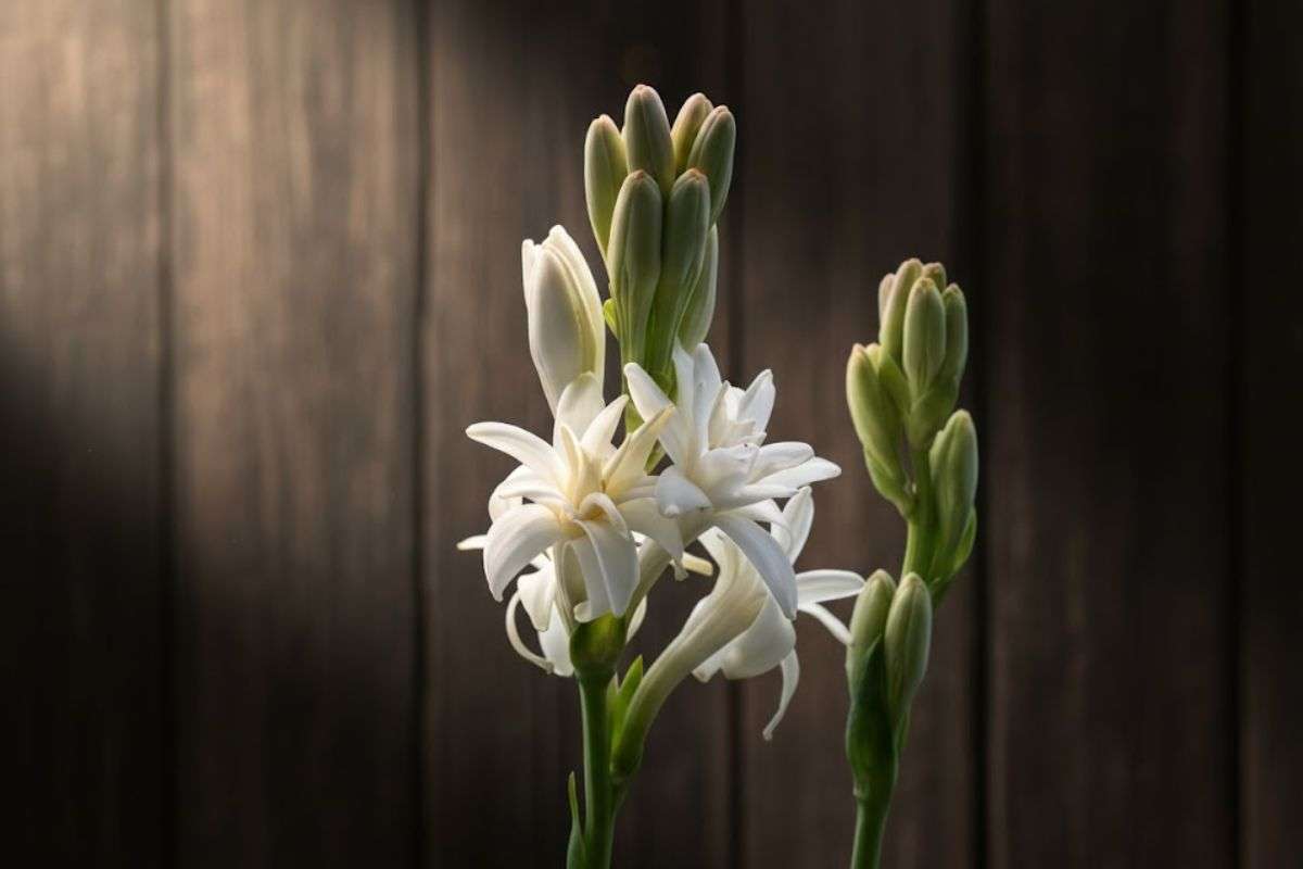 How To Grow Rajnigandha Flower