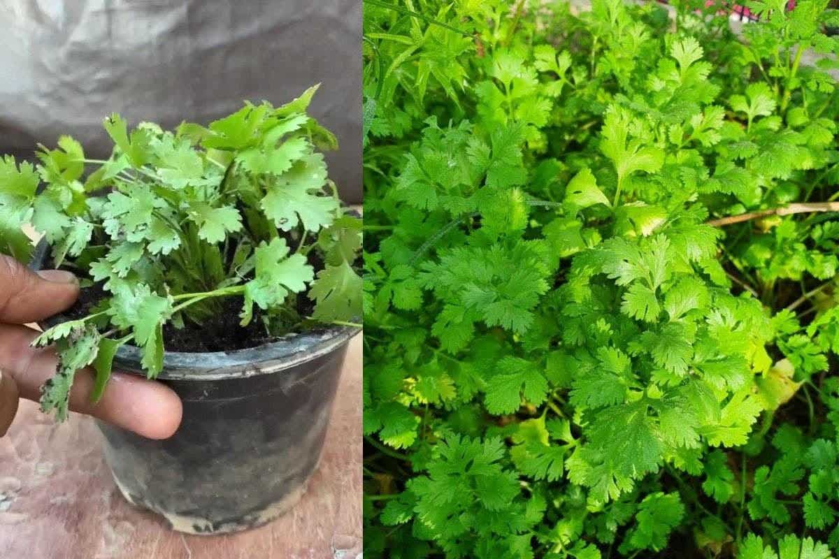 How to grow Coriander at Home