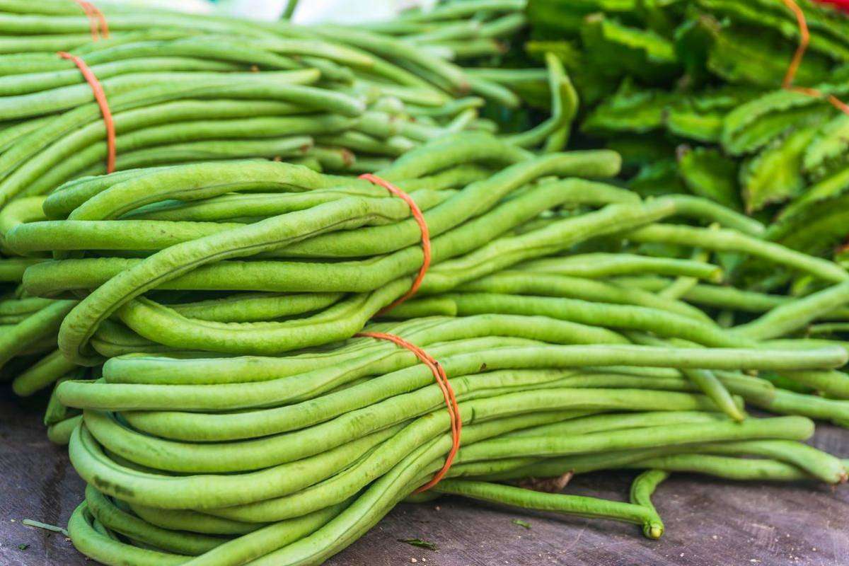 How To Grow Beans At Home: घर पर आसानी से उगाएं बीन्स, जानें सही तरीका और सावधानियां 1 How To Grow Beans At Home