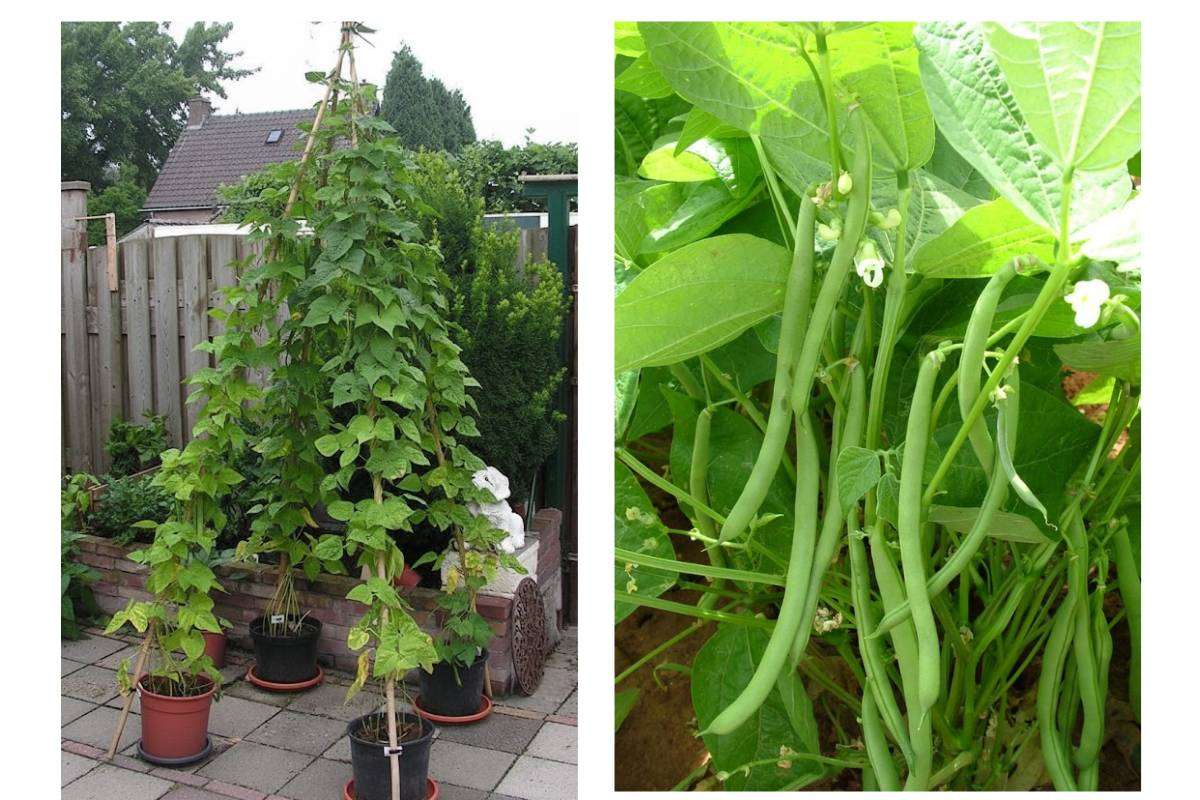 How to grow beans at Home
