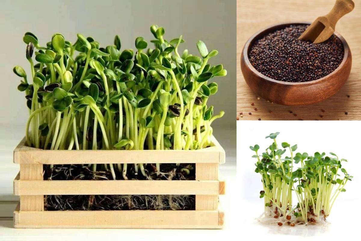 How to Grow Sarson Saag at Home , How to grow sarson saag at home in hindi, How to grow sarson saag at home in india, How to grow sarson saag at home in water, How to grow sarson saag at home from seeds, How to grow mustard seeds in pots, Mustard plant, Mustard leaves, Mustard tree,