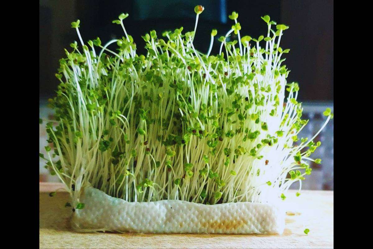 How To Grow Sarson Saag At Home: घर पर उगाएं सरसों का साग - सर्दियों में शरीर को दे गर्माहट और स्वाद का मजा 1 How To Grow Sarson Saag At Home Min