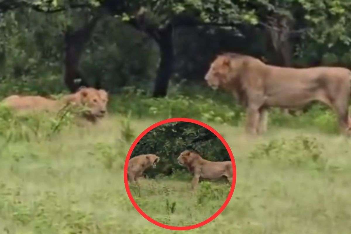 Lion And Lioness Deadly Clash