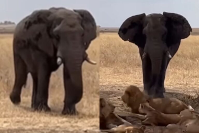 Viral Video : हाथी को देखकर डरकर भागने लगे शेर, मजेदार वीडियो हो रहा वायरल