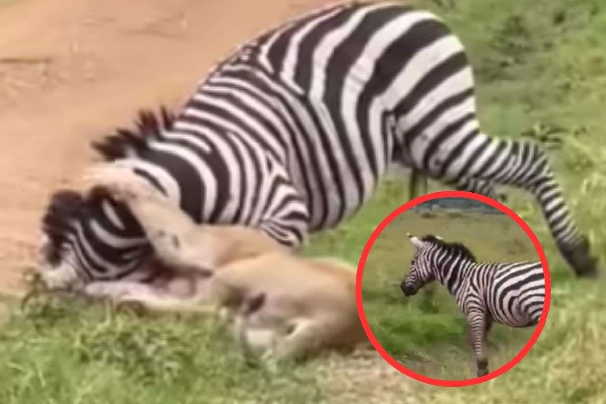 Lioness Attacks on Zebra