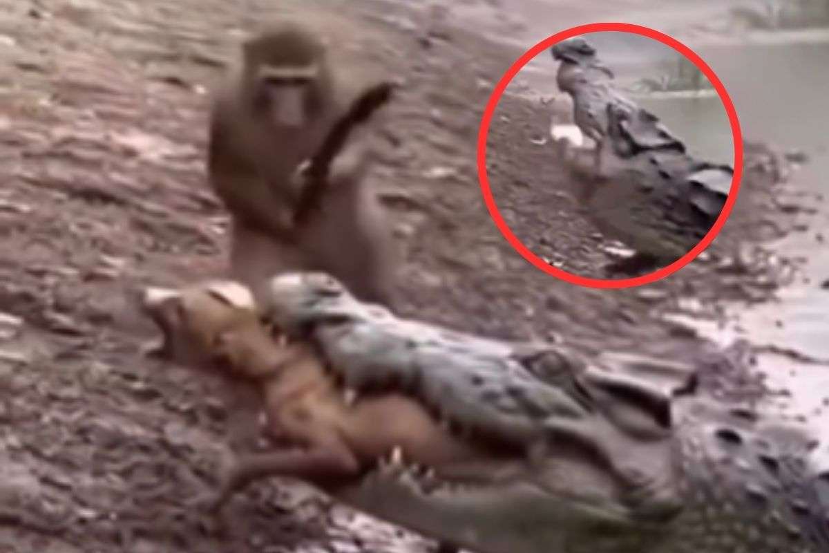 Monkey and crocodile Fight