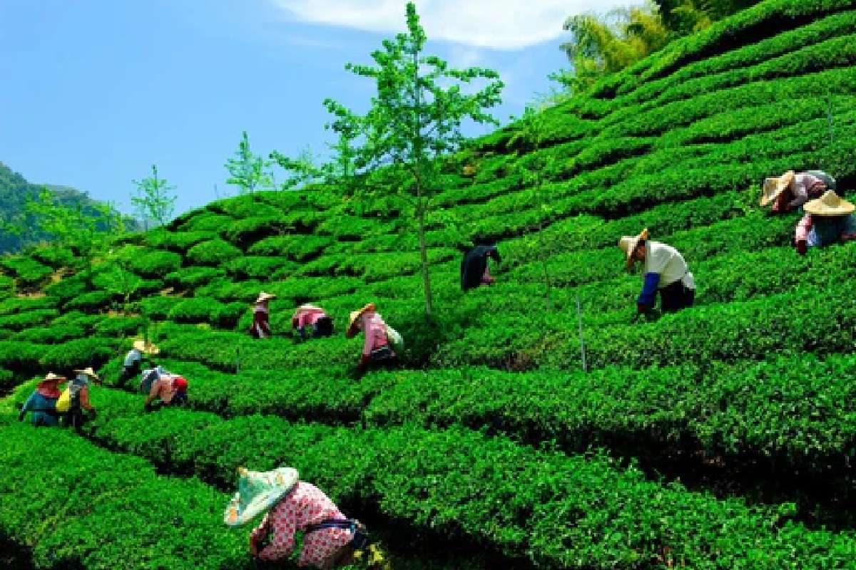 North Bengal Tea Garden