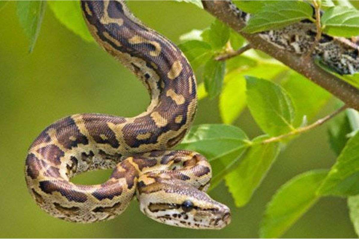 Shocking Snake Facts 1