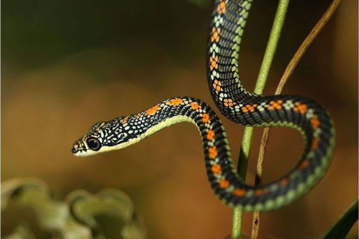 Shocking Snake Facts 2